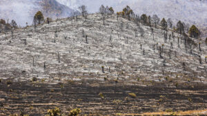 México, entre los 10 países con mayor pérdida de bosques tropicales primarios: ¿cuáles fueron las razones?