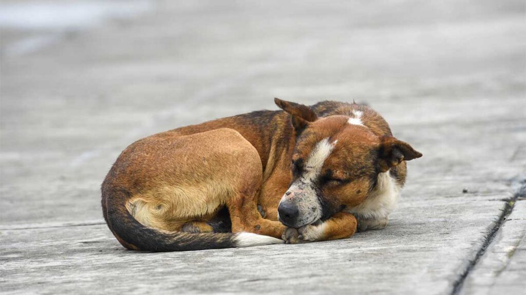 Autoridades de Nuevo León rescataron al perrito.