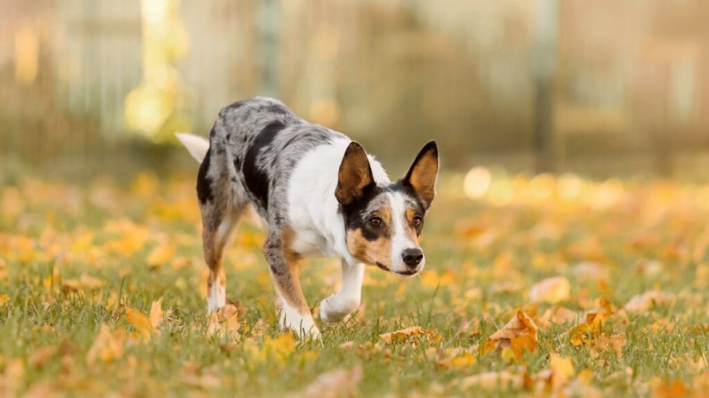 Si vas al campo con tu perro y ves esta planta, aléjate: puedes terminar en el veterinario