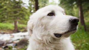 “Macho alfa” conquista X: él es el perro con aura, ¡el respeto no depende del tamaño!