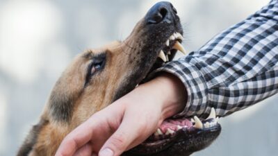 Un perro atacó a un joven que se encontraba dentro de un elevador. Aunque intentó no acercarse a él, se llevó una tremenda mordida.