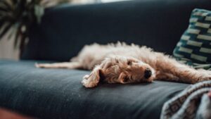 El mejor método para eliminar el pelo de tus mascotas de sillones y ropa con solo dos ingredientes caseros