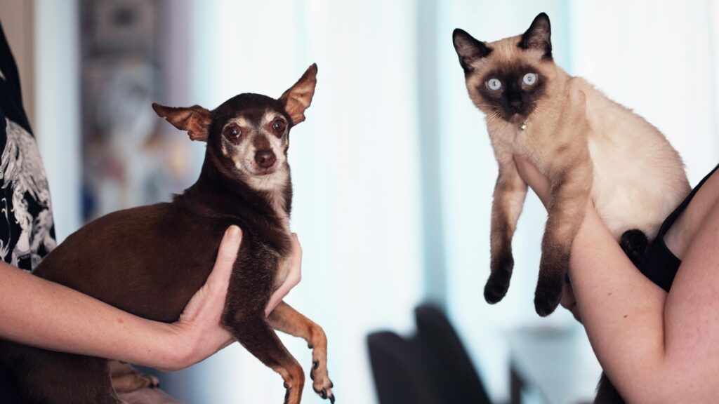 Perros Gatos Parecido