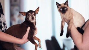 ¡Cuida a tus mascotas! El gusano barrenador puede afectar a perros y gatos: ¿cómo prevenir su contagio?
