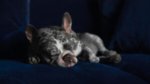 ¿Por qué los perros rascan su cama antes de dormir?