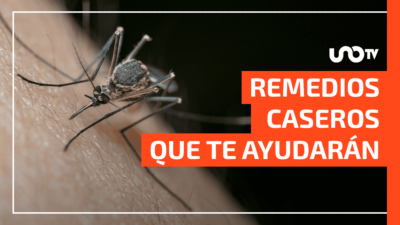 Picaduras Mosquitos