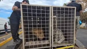Arca de Noé moderna salva a 100 animales en Sinaloa