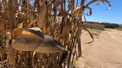 La sequía en Sinaloa afecta las cosechas en el estado.