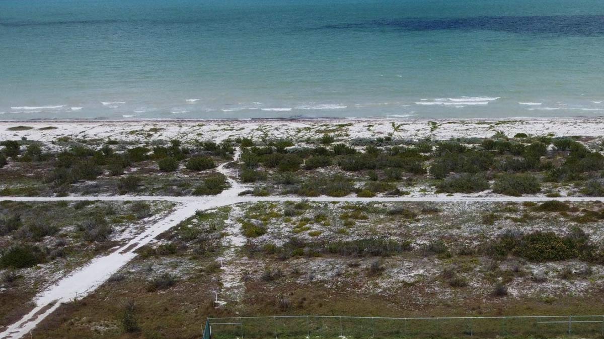 La tala en Yucatán sigue imparable, específicamente en Sisal - UnoTV