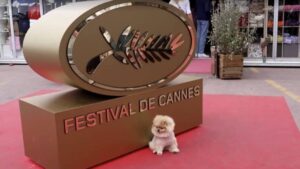Star, el perrito estrella de Cannes que se ha robado las miradas en la alfombra roja