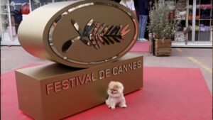 Star, el perrito estrella de Cannes que se ha robado las miradas en la alfombra roja