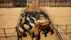 Incertidumbre en la frontera sur de México por casos de gusano barrenador