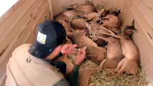 Reubican 39 venados cola blanca en Michoacán; el predio no tenía permiso de manejo
