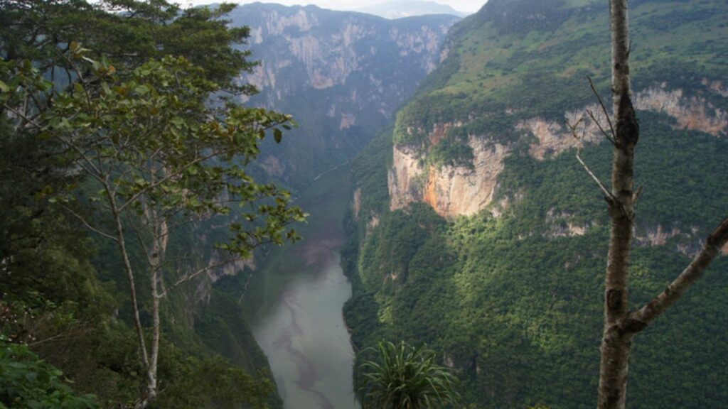 Youtuber se cuelga de árbol en cañón del sumidero