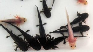 Ajolotes criados en cautiverio sí pueden sobrevivir en la naturaleza, según UNAM
