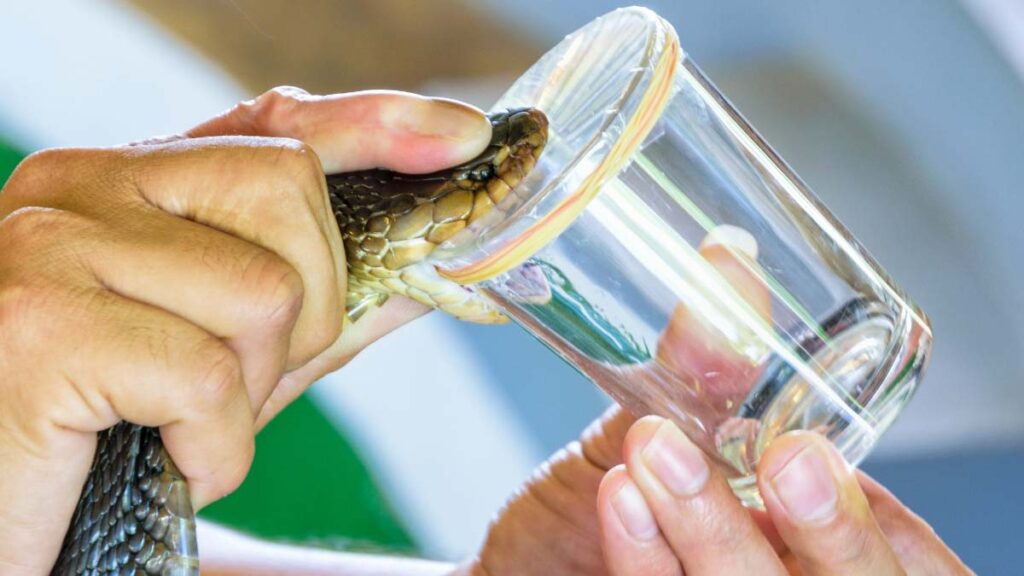 Antidoto Serpiente