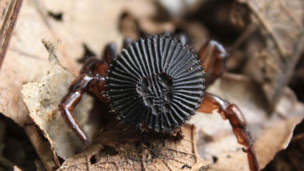 La araña “cabeza de moneda” causa alarma en redes sociales; dónde habitan en México y qué hacer si encuentras una