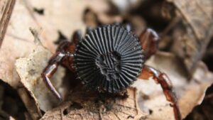 La verdad sobre la araña “cabeza de moneda” que causa alarma en redes sociales