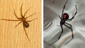 Suben casos de mordeduras por araña violinista y viuda negra: síntomas y qué hacer