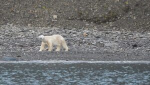 ¡Alerta! La contaminación por mercurio sigue creciendo en el Ártico
