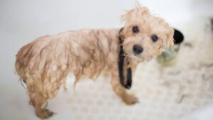 Ni cada semana o cada mes: este es el tiempo ideal que debes esperar para bañar a tus perros