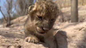 Cría de leones rescatados nace en plena crisis de violencia en Sinaloa
