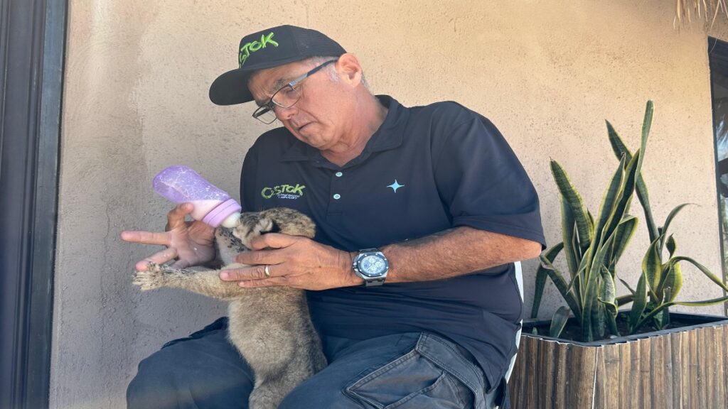 Cachorra de león nace tras el rescate de sus padres en Sinaloa