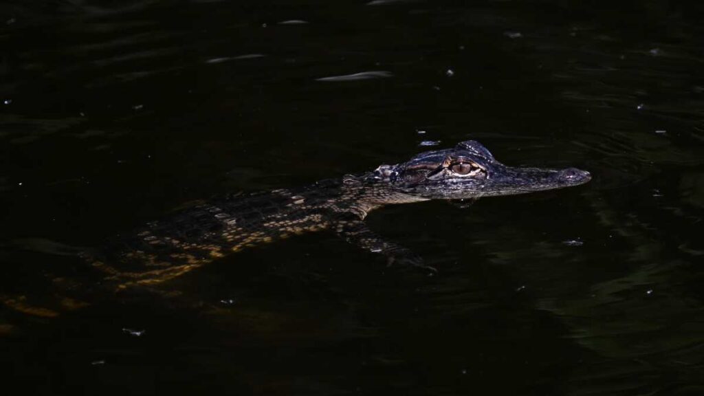 Caimanes en Everglades Florida