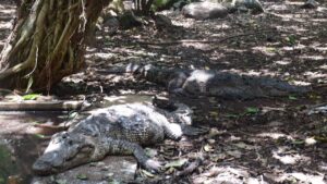 Captan a cocodrilo en playas de Cancún: video