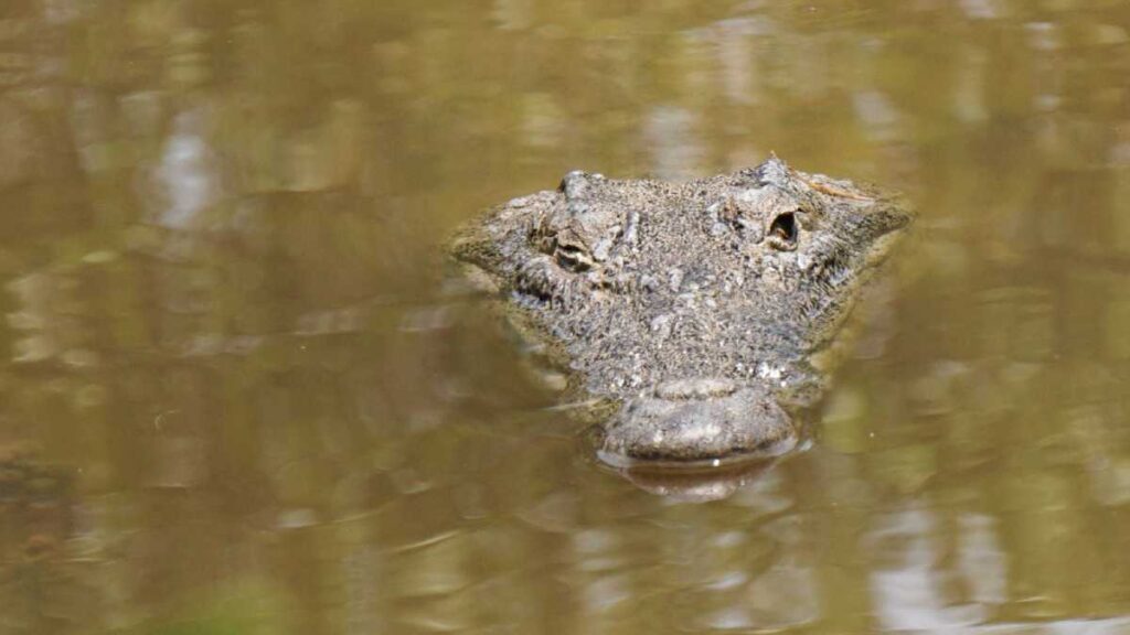 Cocodrilo fuera de vivienda en Tamaulipas