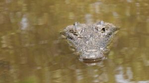 Nadaba como si nada: captan cocodrilo frente a casa en Ciudad Madero