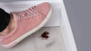 Aplastar cucarachas podría ser peor de lo que crees: este es el verdadero riesgo para tu salud