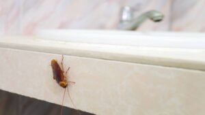 Por estas 5 razones las cucarachas pueden invadir tu hogar cuando llueve; ve qué hacer
