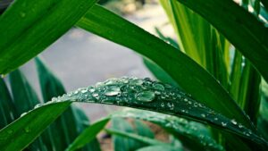 ¿Cómo cuidar tus plantas en temporada de lluvias? Trucos para evitar que se ahoguen
