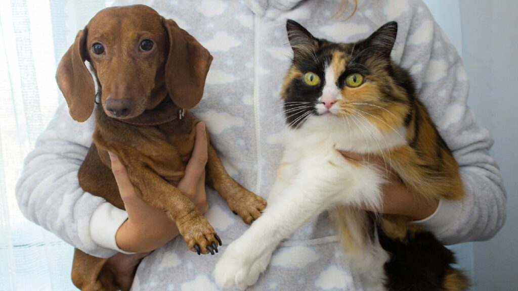 CURP para mascotas: ¿dónde aplicará y qué multas habría?