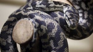 Difunden video de cómo robaron la pitón del luchador “Engendro” en Nuevo León; buscan a los responsables