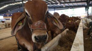 Consejo Nacional Agropecuario reconoce avance tras reapertura de EE.UU. al ganado mexicano