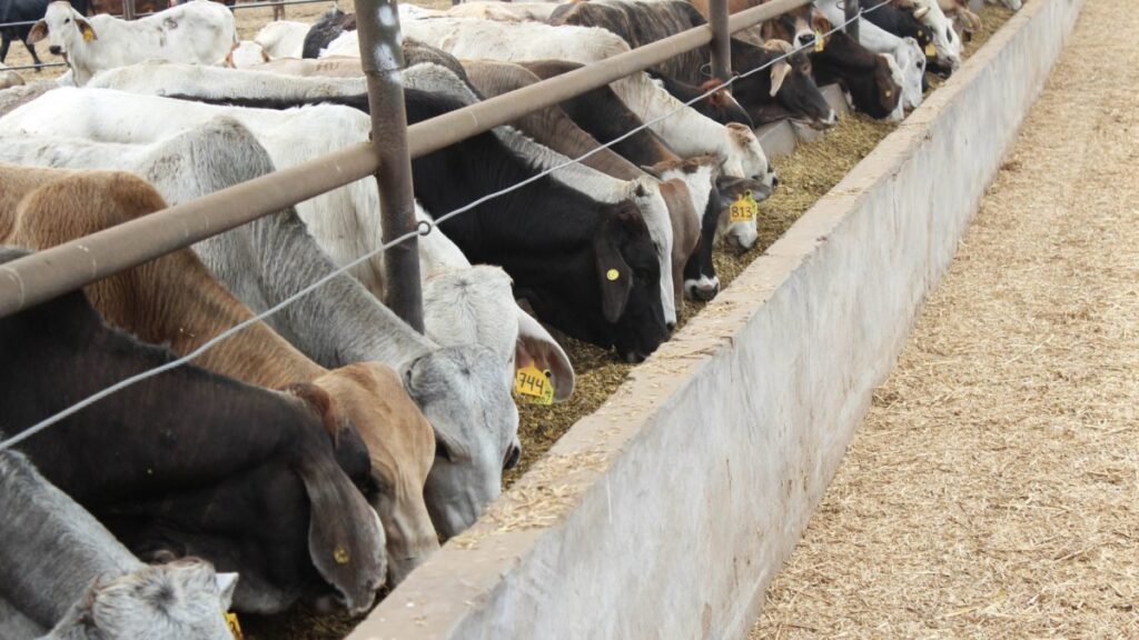 EE. UU. reabrirá puertos fronterizos para comercio ganadero con México a partir del 7 de julio