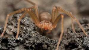 ¿Las arañas muerden o pican? Esto dice el ISSSTE y la RAE