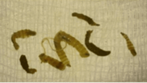 Alerta sanitaria en Yucatán por casos de gusano barrenador