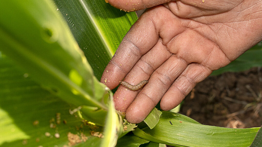 ¡Cuida tus heridas por el gusano barrenador!