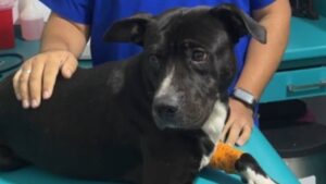 Identifican a 3 agresores de “Negrito”, perrito golpeado en Tonalá… ¡Ya se recupera!