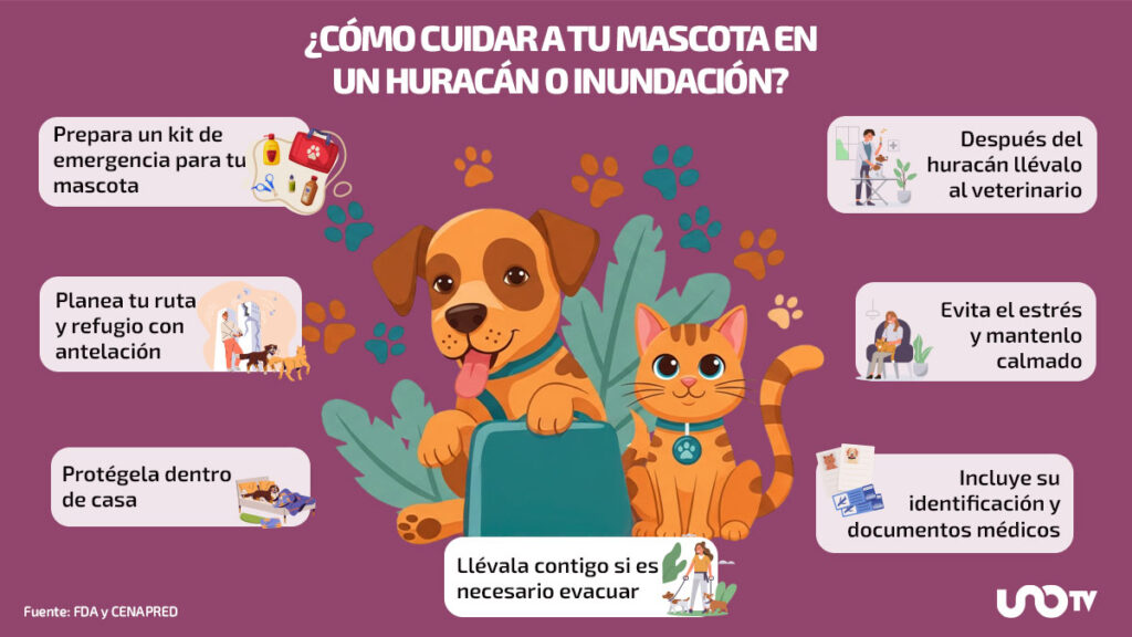 Infografia Mascotas