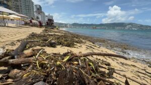 Lirio acuático llena playas de Acapulco; retiran 20 toneladas en un fin de semana