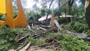 Por lluvias, caen árboles monumentales de entre 10 y 25 metros en Polanco: Fotos