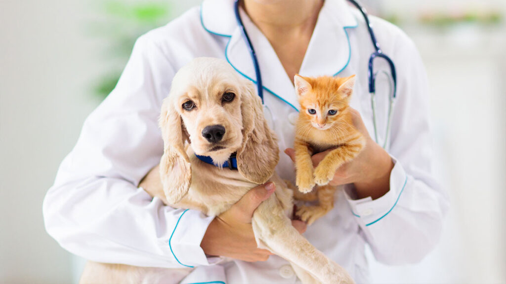 El RUAC de perros y gatos es obligatorio