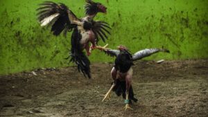 Megamarcha nacional en defensa de la charrería, tauromaquia y peleas de gallo: conoce la ruta en CDMX y la fecha
