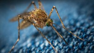 Los colores que debes evitar si no quieres atraer mosquitos
