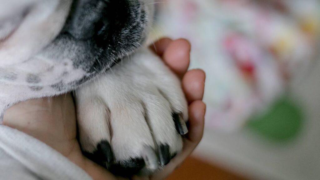 Muerte Mascota