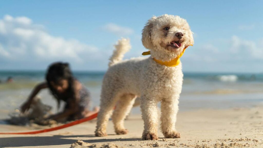 Nilo poodle
